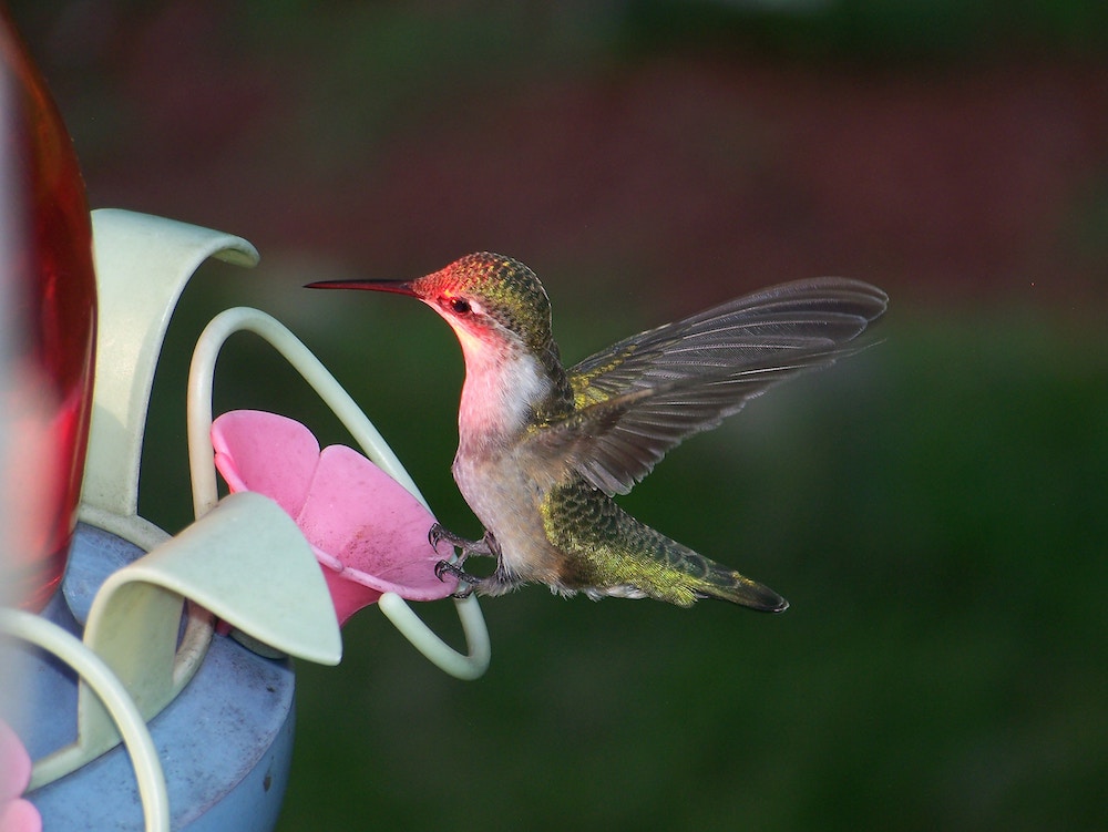 hummingbird 2.jpg